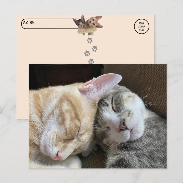 Postüberquerung - Schlafkätzchen Taz und Tito Cat Postkarte (Vorne/Hinten)