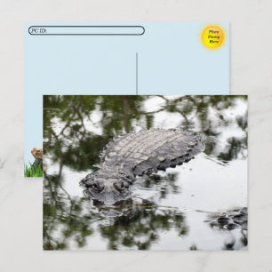 Postüberquerung - Spiegelungen der Gator im Sumpf Postkarte