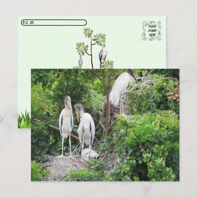 Postüberquerung - Woodstork und Juvenilen Postkarte (Vorne/Hinten)