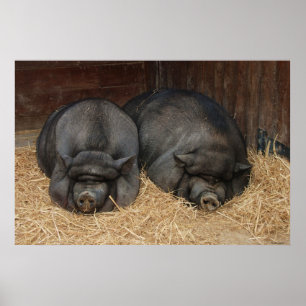 Pot Bellied Pigs Imprimer Poster
