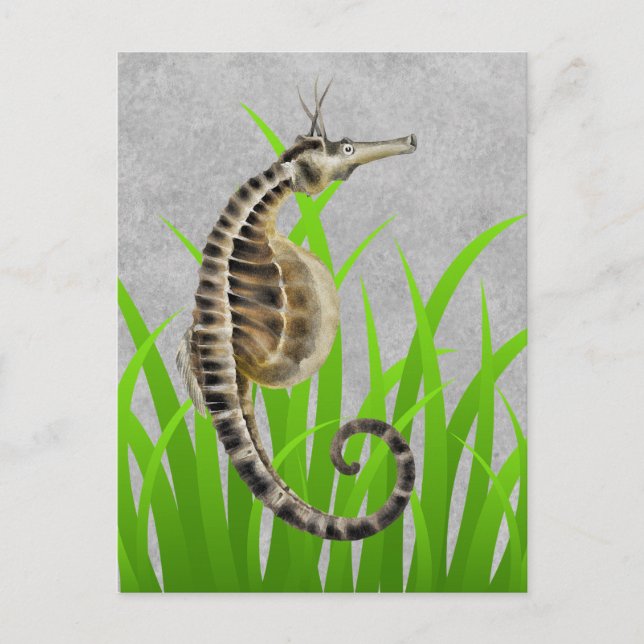 Pot Bellied Sea Horse Animal Print Postkarte (Vorderseite)