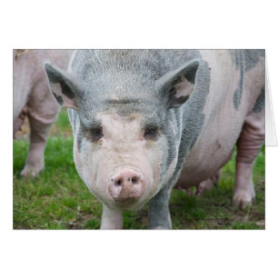 Pot Belly Pig, Norfolk UK