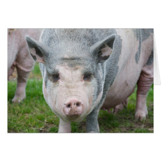 Pot Belly Pig, Norfolk Vereinigtes Königreich
