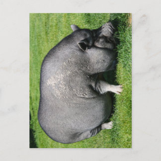 Pot carte postale de porc