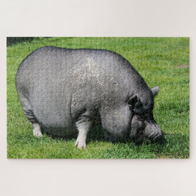 Pot cochon ventré sur l'herbe puzzle puzzle (Horizontal)
