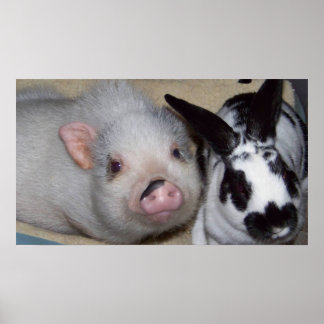 Potbelly Pig & Friend Poster