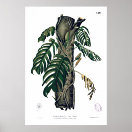 POTHOS? PINATA Botanisches tropisches Leaf-Poster Poster