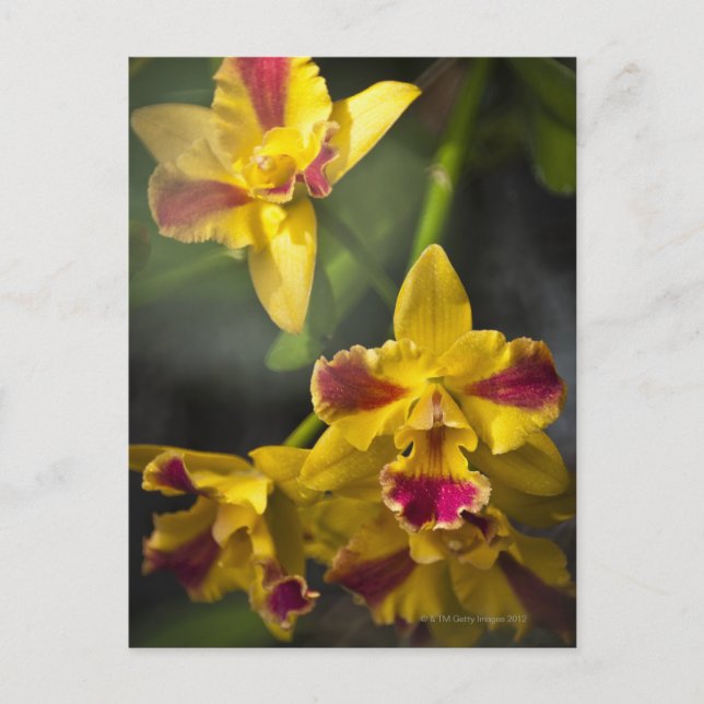 Potinara Burana Beauty Orchid Postkarte (Vorderseite)