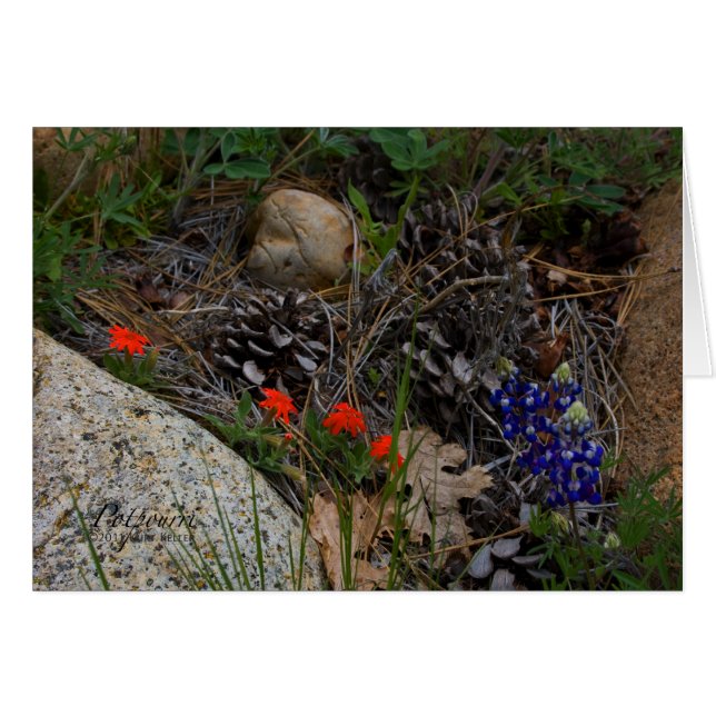 Potpourri (Devant horizontal)