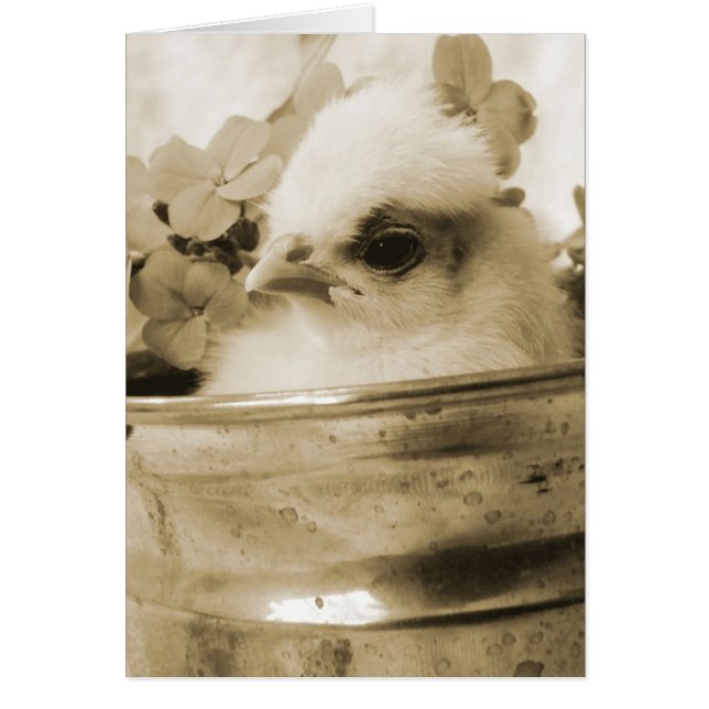 Poule polonaise à Sepia (Devant)