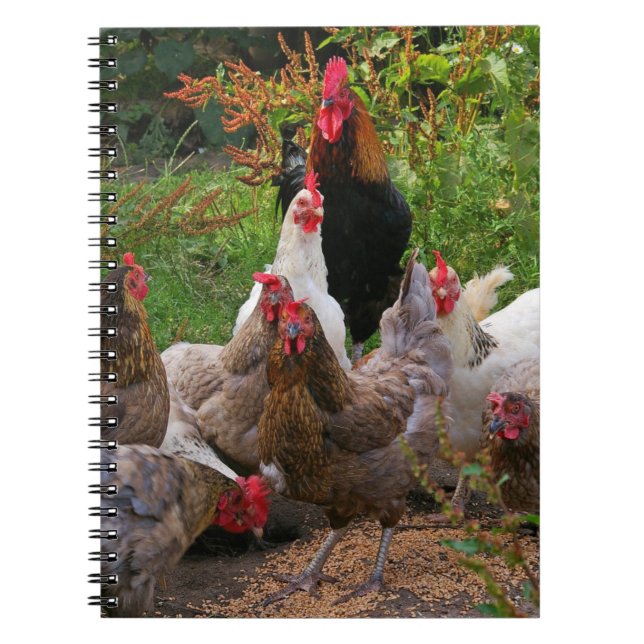 Poules de poulets de basse cour et carnet drôles (Devant)