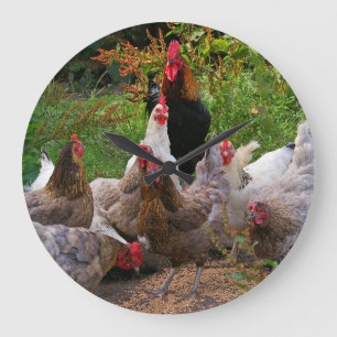 Poules de poulets de basse cour et horloge drôles