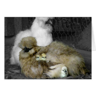 Poules de Silkie avec poules Pékin hors des plumes