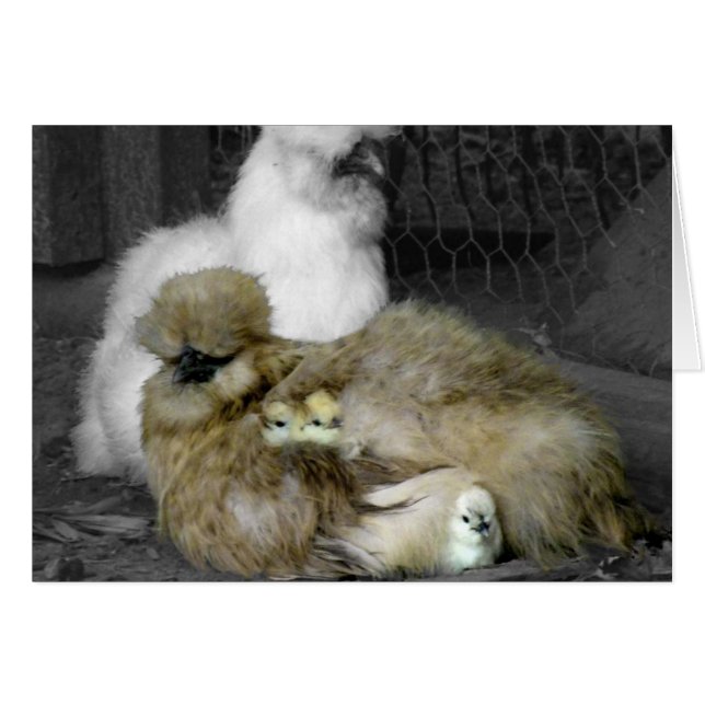 Poules de Silkie avec poules Pékin hors des plumes (Devant horizontal)