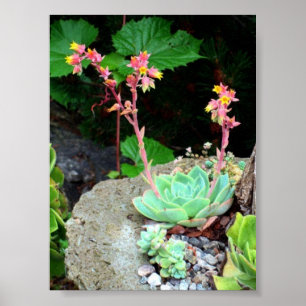 Poules et poules en fleur Imprimer ou poster