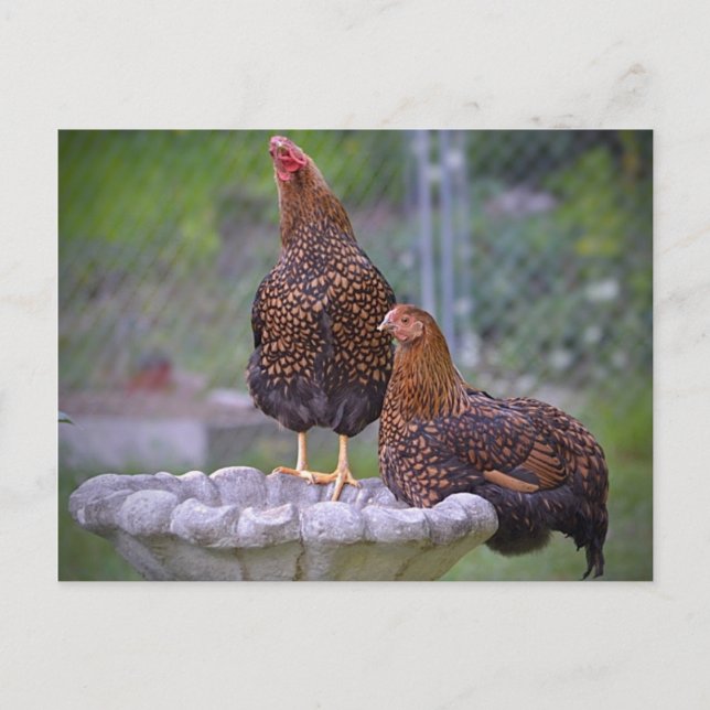 Poules sur carte postale Birdbath (Devant)
