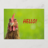 Poulet - Bonjour carte postale