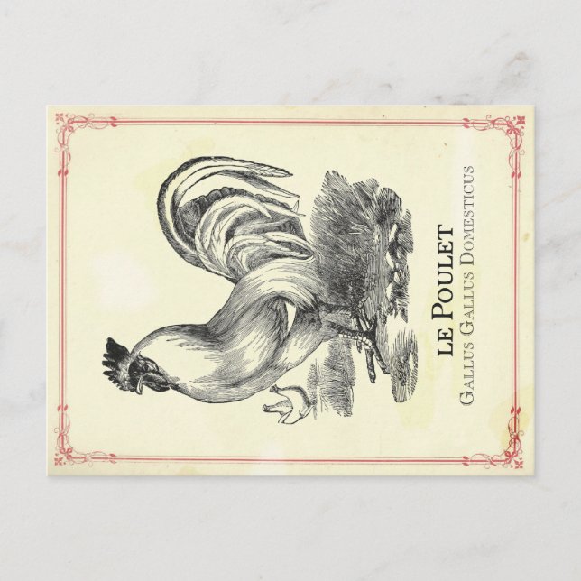 Poulet Chicken Postkarte (Vorderseite)