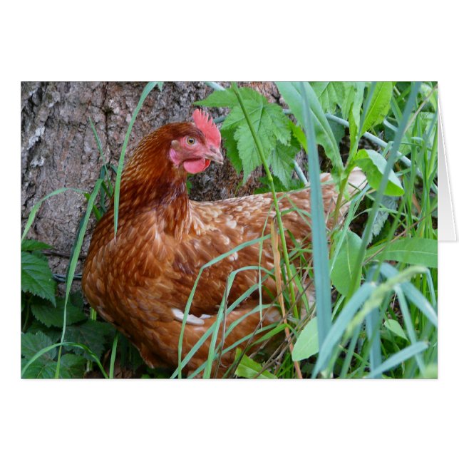 Poulet dans l'herbe (Devant horizontal)