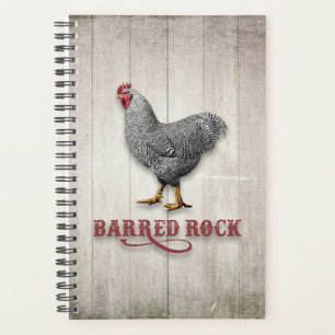 Poulet de roche barrée