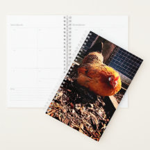 Poulet orange