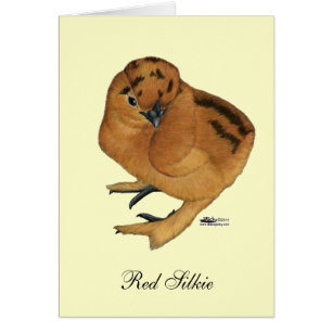 Poulet soyeux rouge