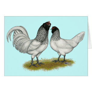 Poulets à la barbe de hibou néerlandais