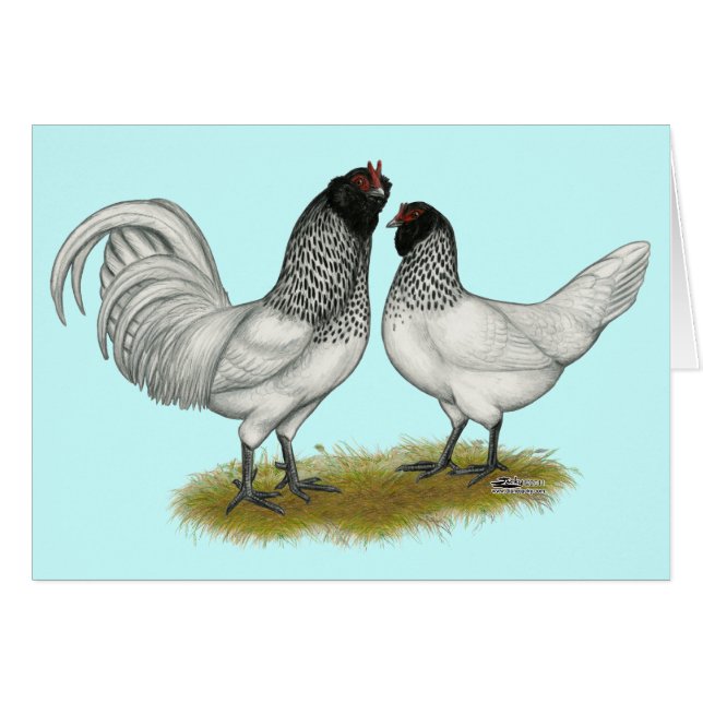 Poulets à la barbe de hibou néerlandais (Devant Horizontal)