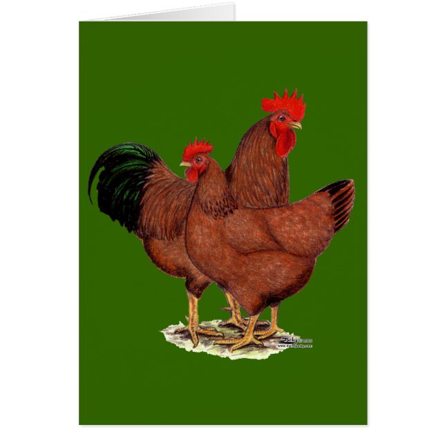 Poulets de rouge de production (Devant)