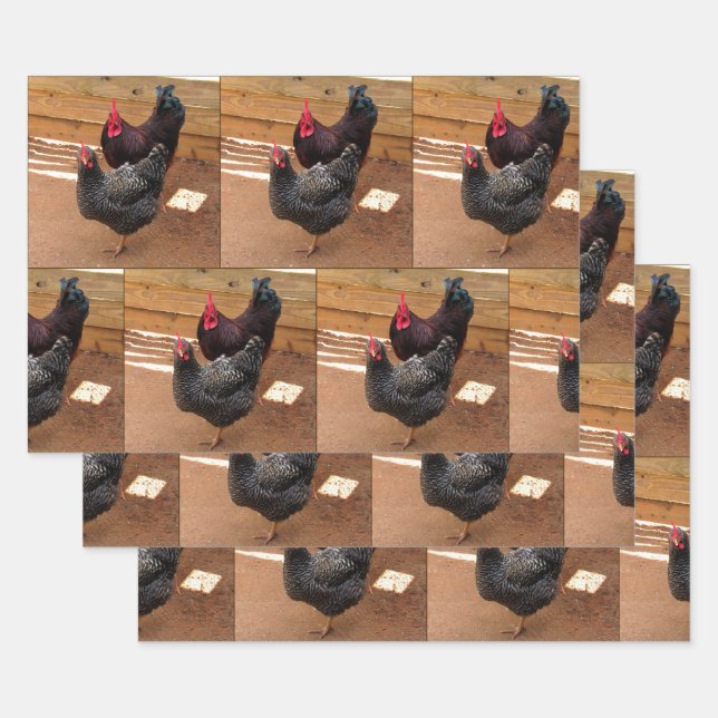Poulets - Vie agricole - Enveloppement de feuilles (Lot)