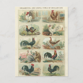 Poulets vintages -- Carte postale ornementale de