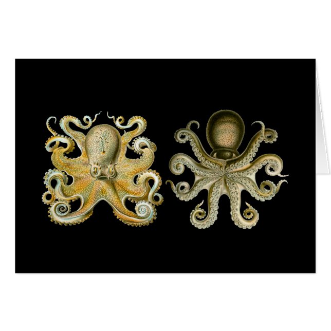 Poulpe commun (Devant horizontal)