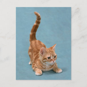 Pouncing Kitten Postkarte