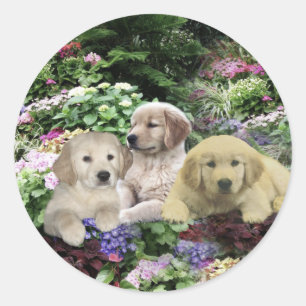Poupées Golden Retriever Dans Sticker Jardin