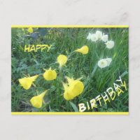Cartes de vœux d'anniversaire Jonquilles Cloches A