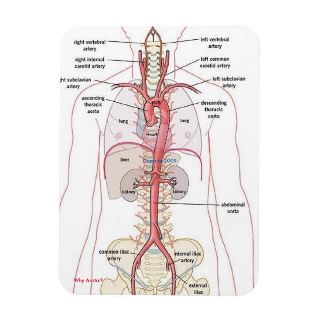 POURQUOI AORTA ! ! Magnets (Vertical)