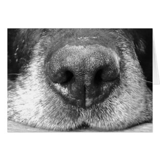 Poursuivez les cartes, chien de sommeil sur l'île