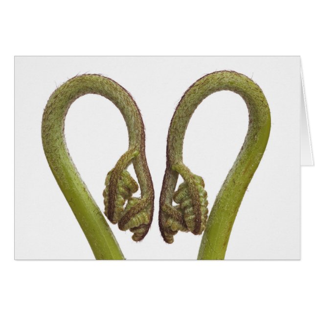 Pousses 2 de fougère (Devant horizontal)