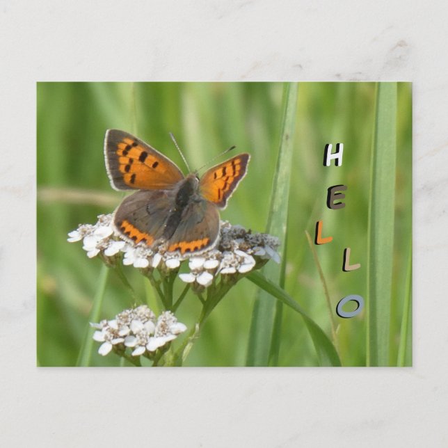 Poussière à papillon feu mignonne. Carte postale H (Devant)