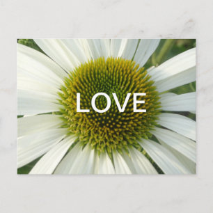 Poussière D'AMOUR Fleur Blanche. Carte postale