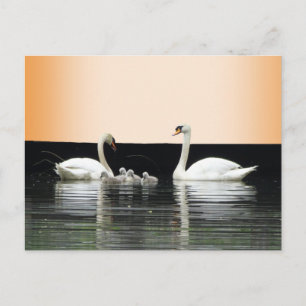 Poussière De Famille De Cygne. Carte postale do-it