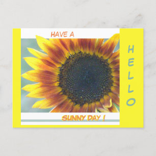 Poussière De Tournesol Orange Jaune. Carte postale