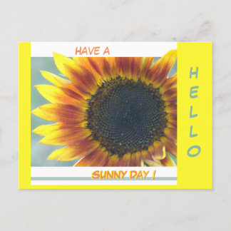 Poussière De Tournesol Orange Jaune. Carte postale