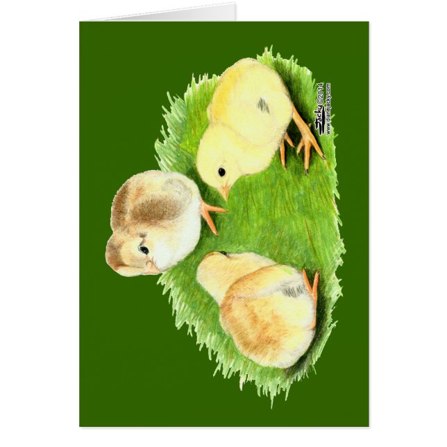 Poussins Aseel Blé (Devant)