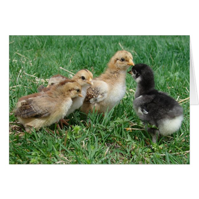 Poussins dans l'herbe (Devant horizontal)