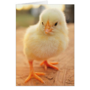 Poussins de bébé
