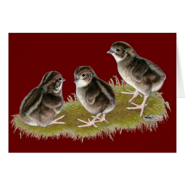 Poussins de caille Coturnix (Devant Horizontal)