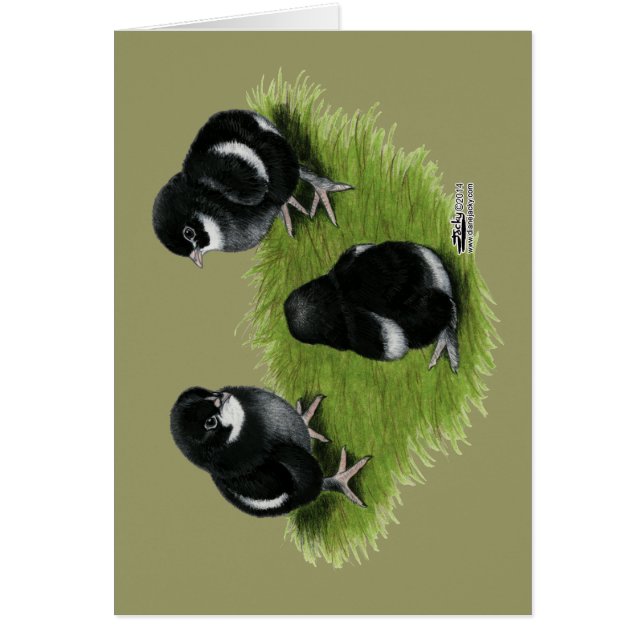 Poussins de cuivre noirs de Marans (Devant)
