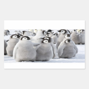 Poussins de pingouin d'empereur - autocollant