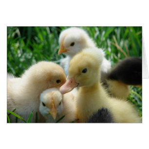 Poussins et colliers